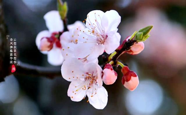 敦煌诗词楹联学会‖王一一诗词20首