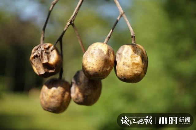 苦恋花？苦楝花开夏将至，来杭州植物园体验“清凉路线”