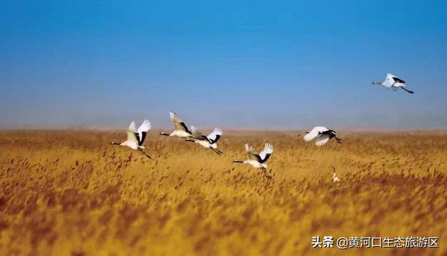 东营市青年钢琴家李约翰  为黄河入海献曲