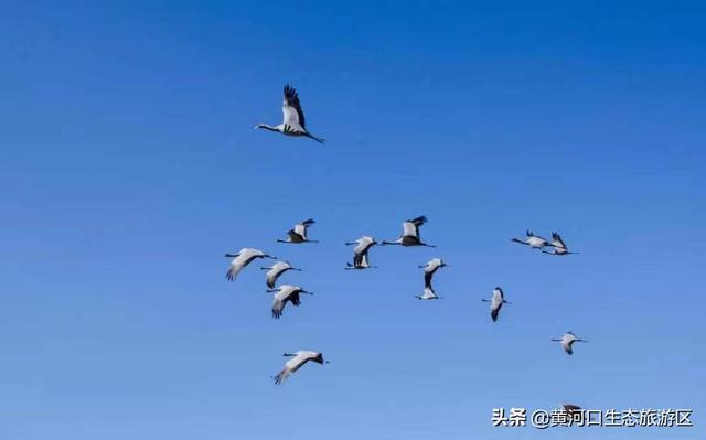 东营市青年钢琴家李约翰  为黄河入海献曲