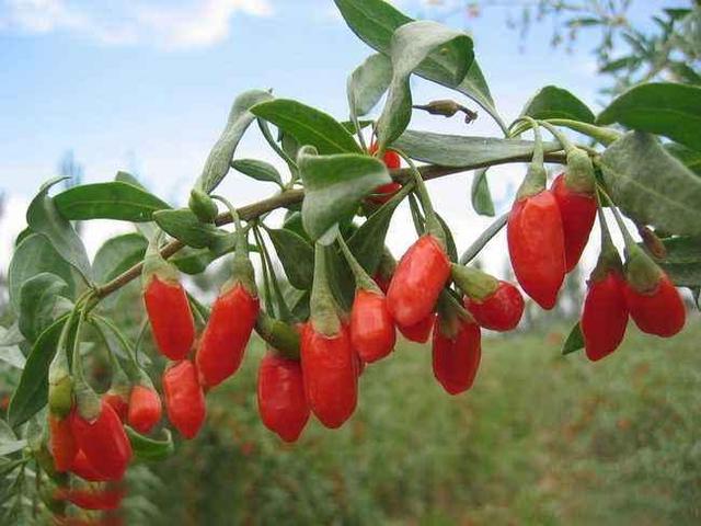 少林膏药、枸杞都是有故事的药?纪录片《本草中华》论中药
