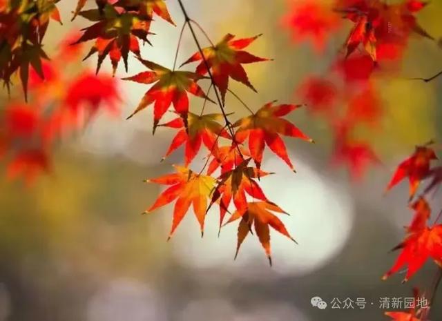 七律.咏赞枫叶红.文丨朱兴安丨图丨网络