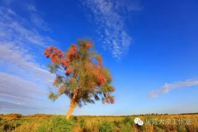 诗词赏读丨当代咏红柳诗词24首