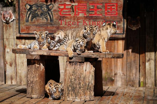 云南昆明：11只小老虎集中亮相与游客见面