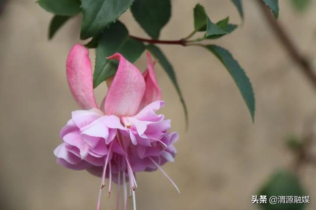 甘肃渭源:灯笼花开福满源 棚内直播诚收米