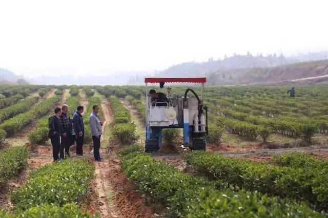 咸宁制茶高手揽回特金奖!