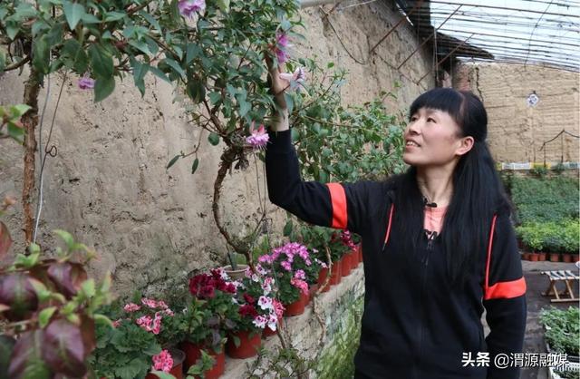 甘肃渭源:灯笼花开福满源 棚内直播诚收米