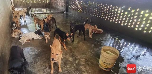 海口一民宅内传出狗的惨叫声……执法人员查处现场老板正忙杀狗