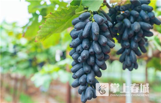 晋宁区丰收季水果盛宴采摘路线来袭