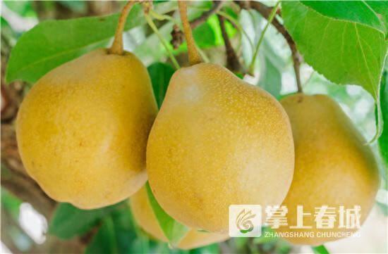 晋宁区丰收季水果盛宴采摘路线来袭