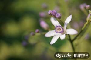 苦恋花(苦恋花？苦楝花开夏将至，来杭州植物园体验“清凉路线”)