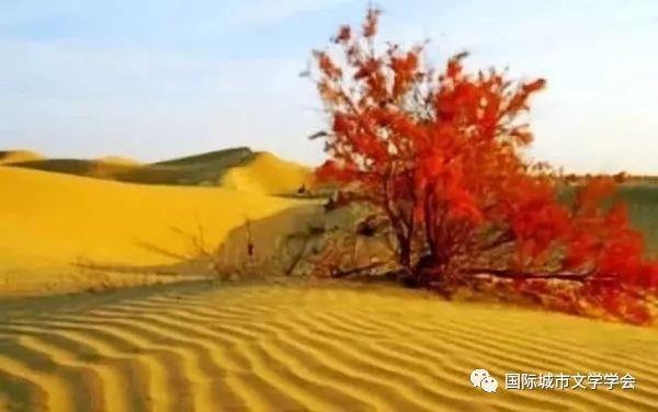 诗词赏读丨当代咏红柳诗词24首