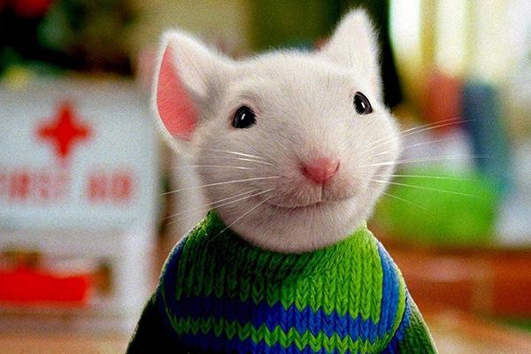 影视圈10大明星动物，加菲猫和小猪佩奇均上榜，你认识几个？