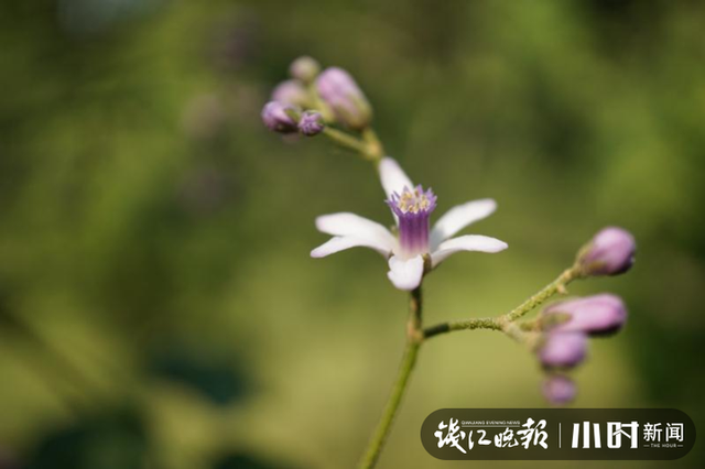 苦恋花？苦楝花开夏将至，来杭州植物园体验“清凉路线”