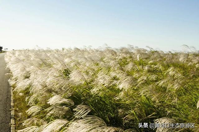 东营市青年钢琴家李约翰  为黄河入海献曲