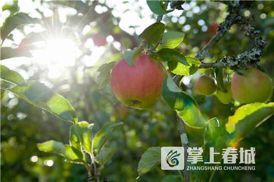 晋宁区丰收季水果盛宴采摘路线来袭