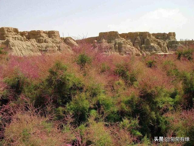 诗词赏读丨当代咏红柳诗词24首