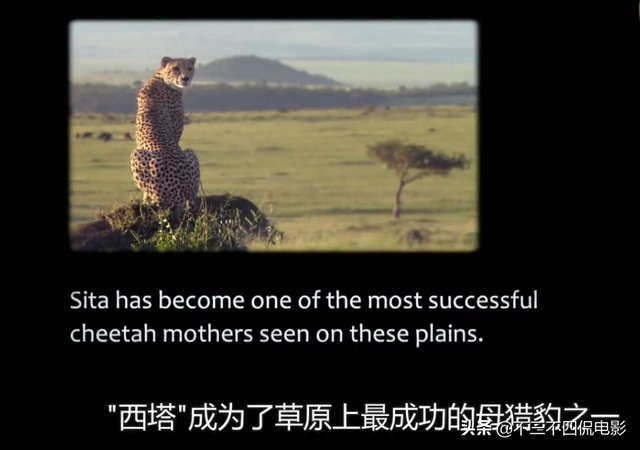 第一次看动物世界看哭了,这部豆瓣9.0的纪录片太感人了