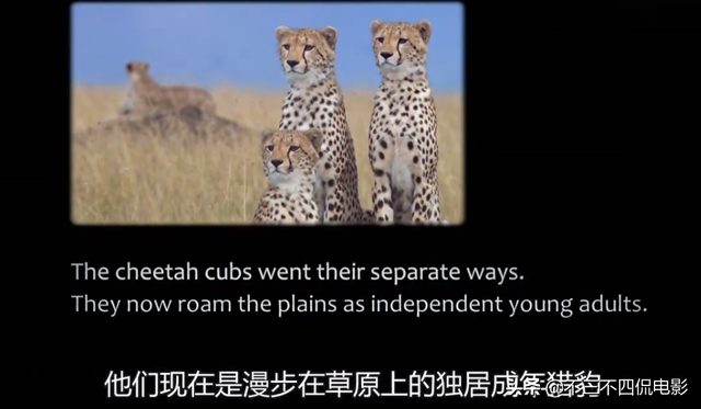 第一次看动物世界看哭了,这部豆瓣9.0的纪录片太感人了