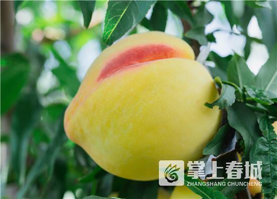 晋宁区丰收季水果盛宴采摘路线来袭