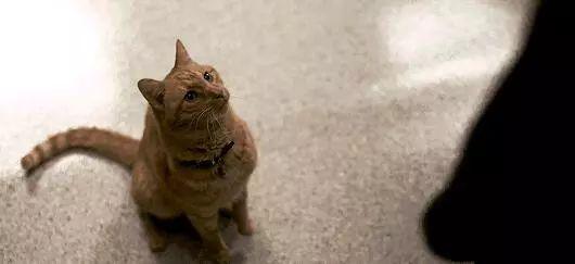 《惊奇队长》中的噬元兽丨禽兽有道