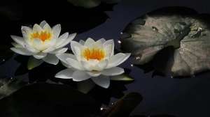 江山父老能容我(郭德纲说，江山父老能容我，不使人间造孽钱，到底是什么意思？)