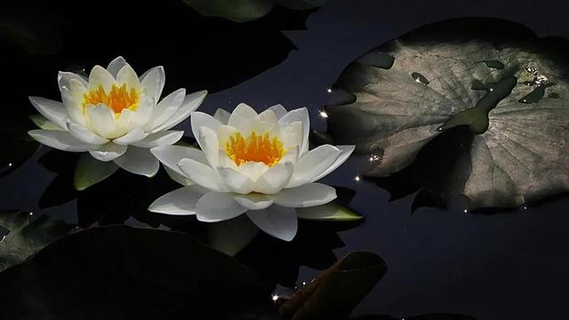 郭德纲说,江山父老能容我,不使人间造孽钱,到底是什么意思?