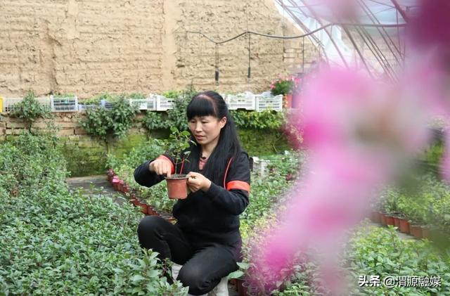 甘肃渭源:灯笼花开福满源 棚内直播诚收米