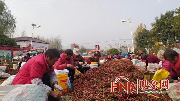 尉氏县小陈乡：火红辣椒分拣忙 产业发展成效显