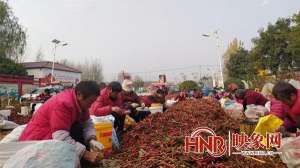 安瑞阳(尉氏县小陈乡：火红辣椒分拣忙 产业发展成效显)