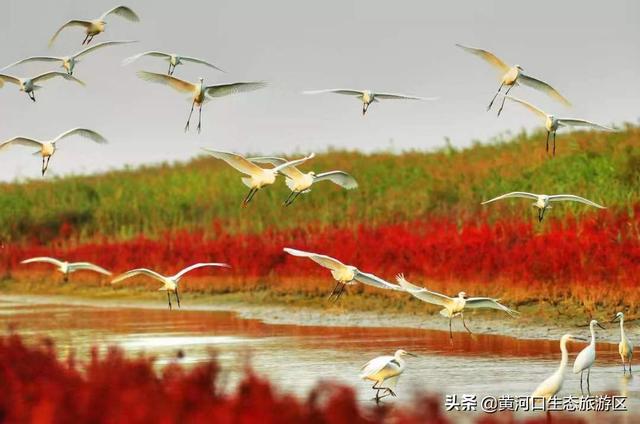 东营市青年钢琴家李约翰  为黄河入海献曲