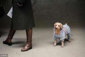 狗的(一条狗的故事)