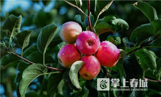 晋宁区丰收季水果盛宴采摘路线来袭