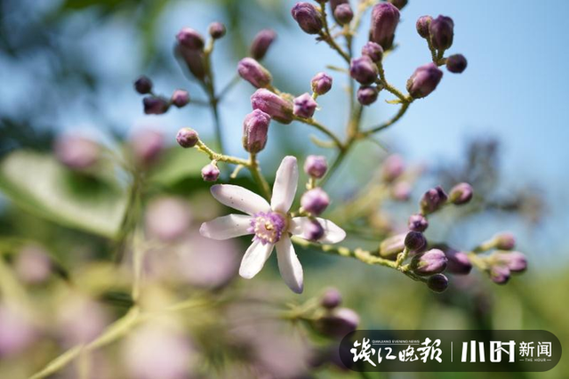 苦恋花？苦楝花开夏将至，来杭州植物园体验“清凉路线”