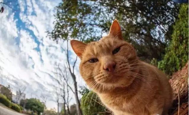 《惊奇队长》中的噬元兽丨禽兽有道