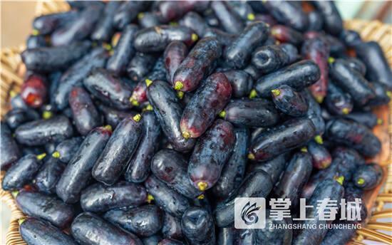 晋宁区丰收季水果盛宴采摘路线来袭