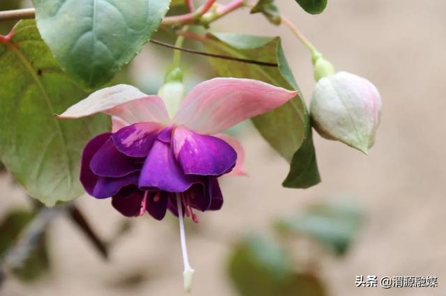 甘肃渭源:灯笼花开福满源 棚内直播诚收米