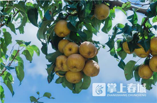 晋宁区丰收季水果盛宴采摘路线来袭