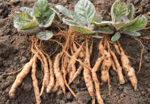 男人草(地黄,别名小鸡喝酒,根似萝卜,有男人草的称号,男人朋友别错过)