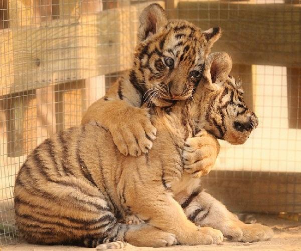 影视圈10大明星动物，加菲猫和小猪佩奇均上榜，你认识几个？