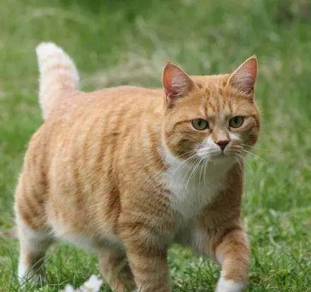 《惊奇队长》中的噬元兽丨禽兽有道