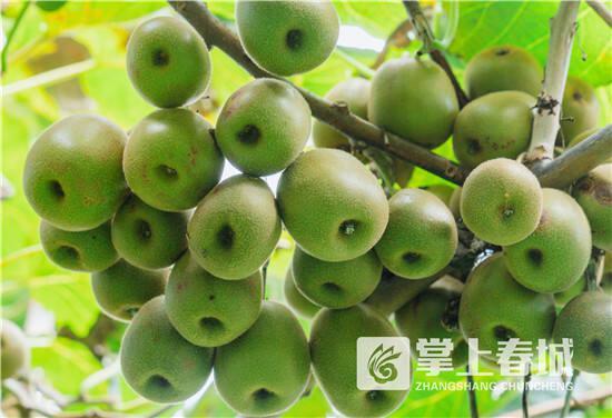 晋宁区丰收季水果盛宴采摘路线来袭