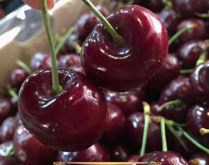 黎明花(进口早熟樱桃品种：皇家黎明和Earlise什么来头？)