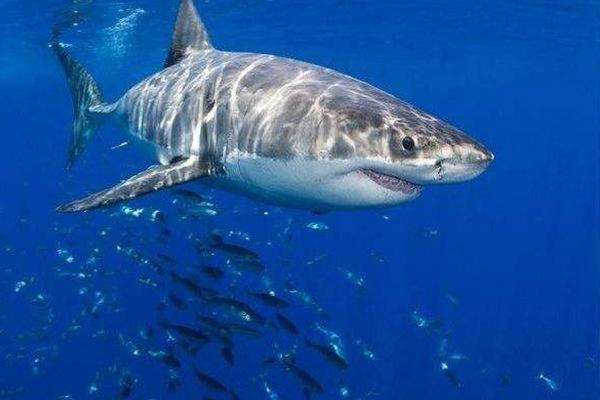 影视圈10大明星动物，加菲猫和小猪佩奇均上榜，你认识几个？