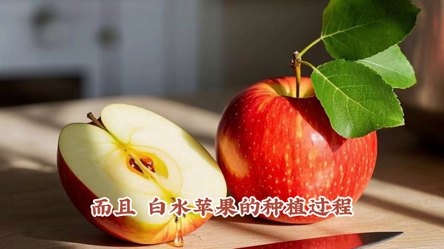 白水苹果