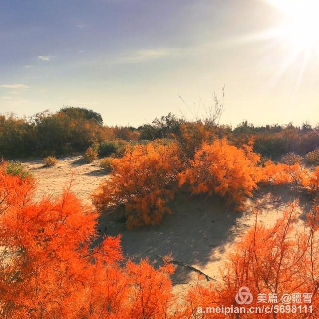 诗词赏读丨当代咏红柳诗词24首