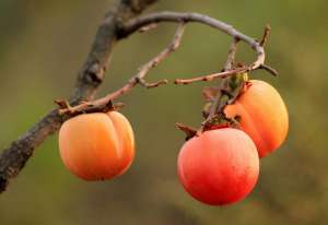 铁杆庄稼(寿命达300年，曾是我国的“铁杆庄稼”，如今却常掉一地无人捡)