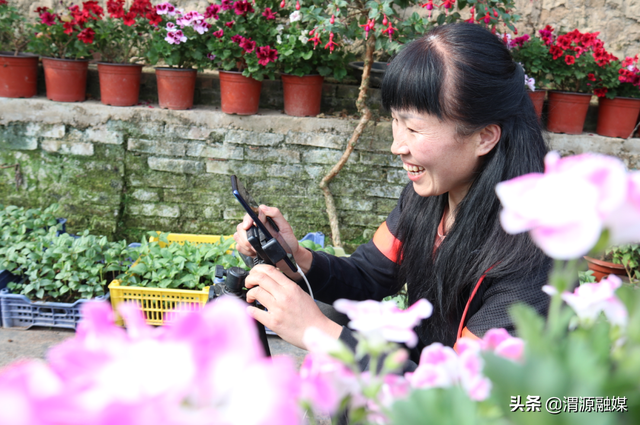 甘肃渭源:灯笼花开福满源 棚内直播诚收米