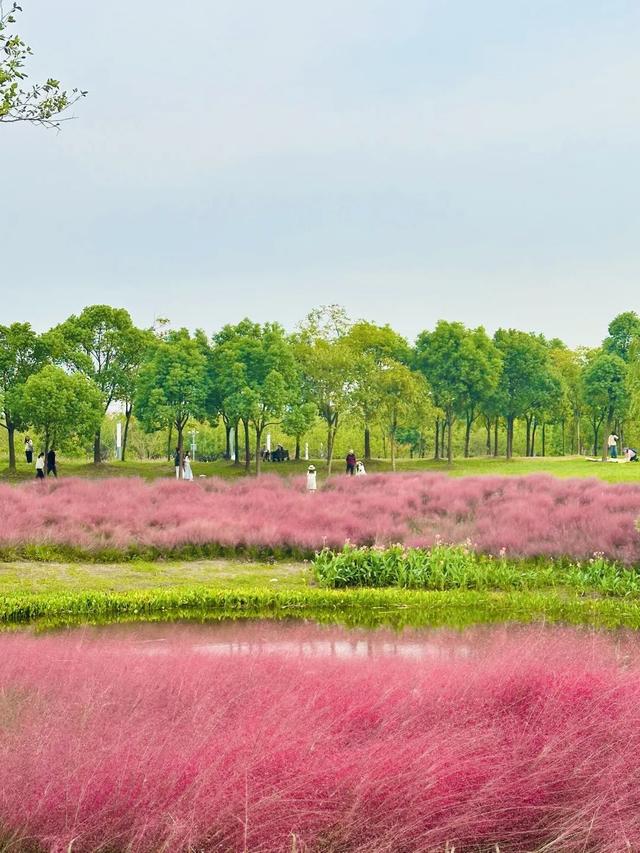 “粉色浪漫”已上线申城！粉黛乱子草这些地方可打卡→