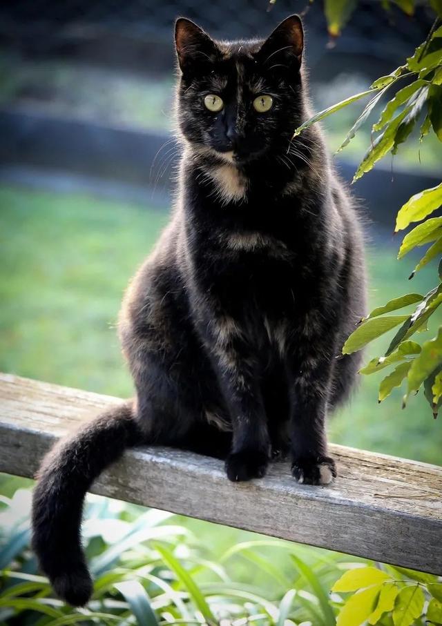 橘猫又胖又憨？这可能都怪橘猫里公猫更多